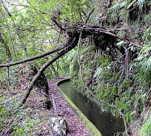 Umgestürzter Baum über dem Weg