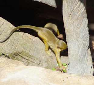 Schöner Zoo in Fuengirola