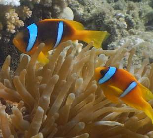 Clownfische