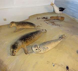 Diorama mit Seehunden
