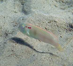 Rottüpfel-Schermesserfisch 25cm, Männchen