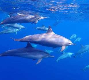 Schnorcheln Marsa Alam
