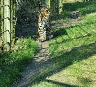 Jaguar