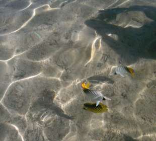 Hausriff des Makadi Palace