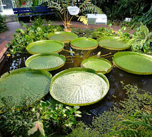 Tropenhaus im Botanischen Garten