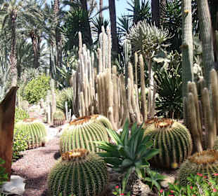 Parc la palmerie a Elche 
