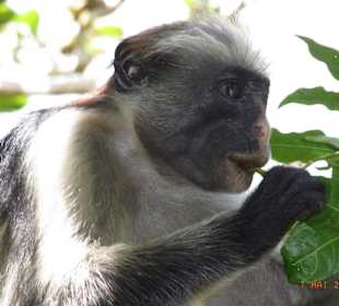 Ausflug in den Jozani National Park