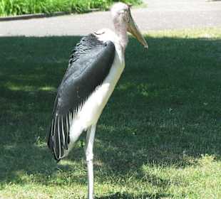 Marabu