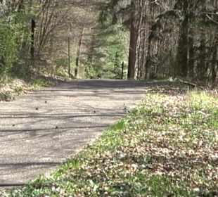 Baumlehrpfad Sontheim
