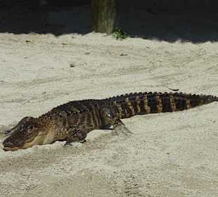 Kann man hier bestaunen