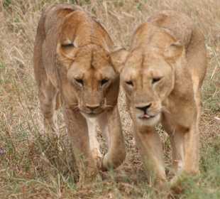 Eindrücke im Tsavo Ost; Löwen unterwegs
