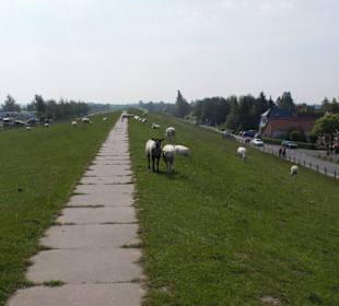 Deichwanderung Fedderwardersiel - Burhave