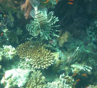 Ein Traum von einer Unterwasserwelt