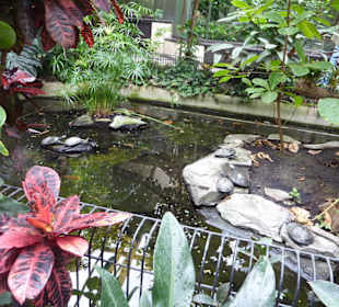 Terrarium - Schildkröten