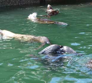 Robben / Seehunde in Hafenbecken