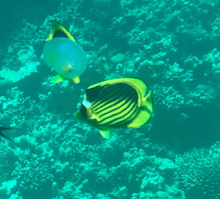Glasbodenboot Tour Seascope Makadi Bay