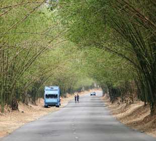 Die Bamboo Avenue (Bambusallee) 