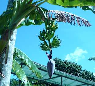 Bananenstaude im Garten