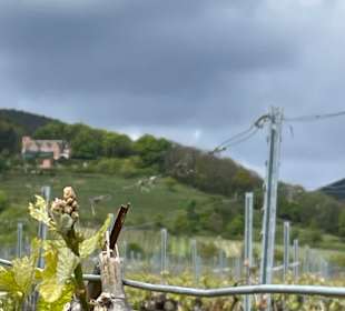 Wandern Rhodt unter Rietburg