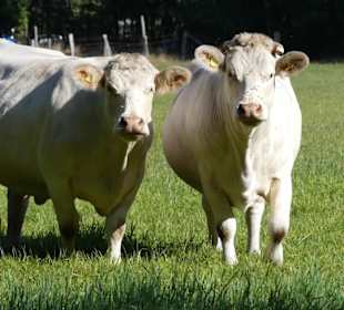 Gesellen am Weiderand