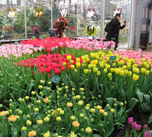 Ogrody Keukenhof