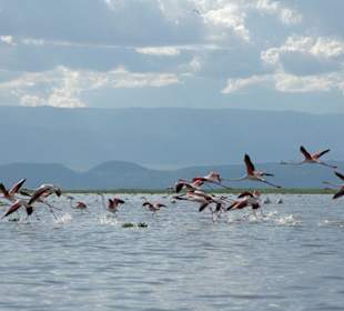 Flamingos