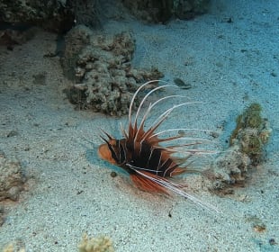 Schnorcheln Hausriff Concorde Moreen Beach Resort & Spa 