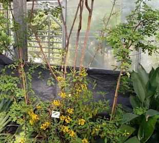Botanischer Garten