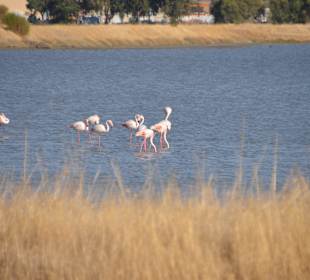 Flamingos in der Saline