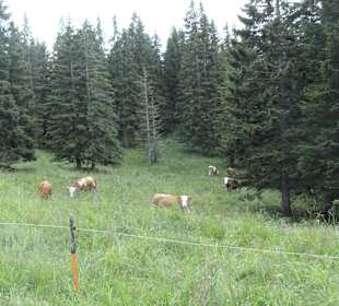 Rossfeld Panorama Straße