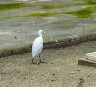 Kuhreiher