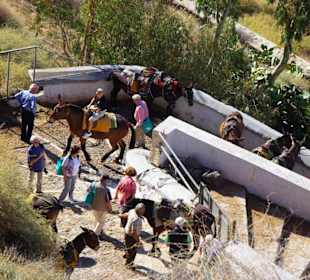 11.Tag Santorin Eselstation