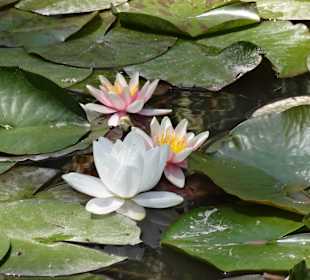 Botanischer Garten