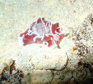 Schnecke Hausriff Bituon Beach 