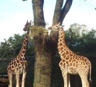 Giraffen