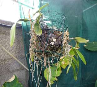 In Pregetter's Orchideengarten