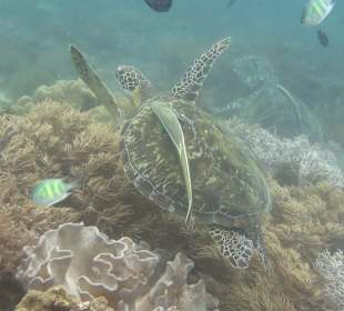 Schnorcheln Hausriff Bituon Beach Resort