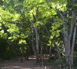 Zugang Mayatempel Ek Balam