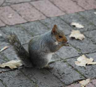 Company Gardens Kapstadt