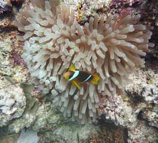 Schnorcheln Marsa Alam