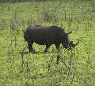 Sehr viele Nashörner unterwegs ...