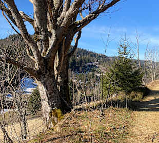 Rundwanderweg Baiersbronn