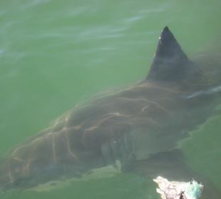 Der erste Hai taucht auf