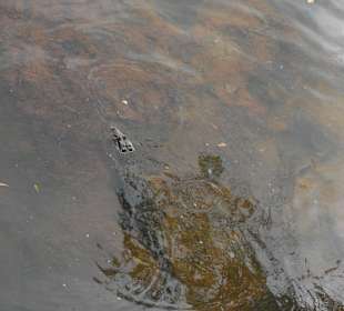 Nationalpark Iguazu Argentinien