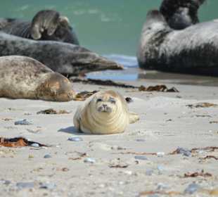 Seehunde/Kegelrobben Düne