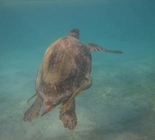 Riesige Schildkröte