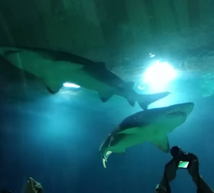 Aquarium / Oceanongrafic