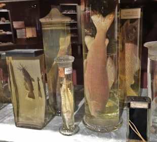 Blick in die Sammlung des Naturkundemuseums