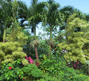 Mystic Mountain Botanischer Garten