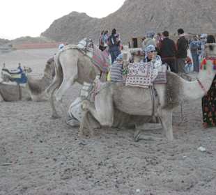 Kamel Reiten
